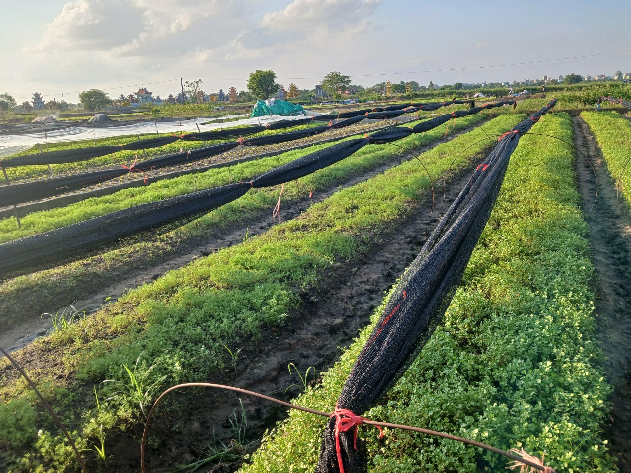 Hợp tác xã nông nghiệp xanh Trung An - trồng rau hữu cơ mang lại hiệu quả trong nông nghiệp.