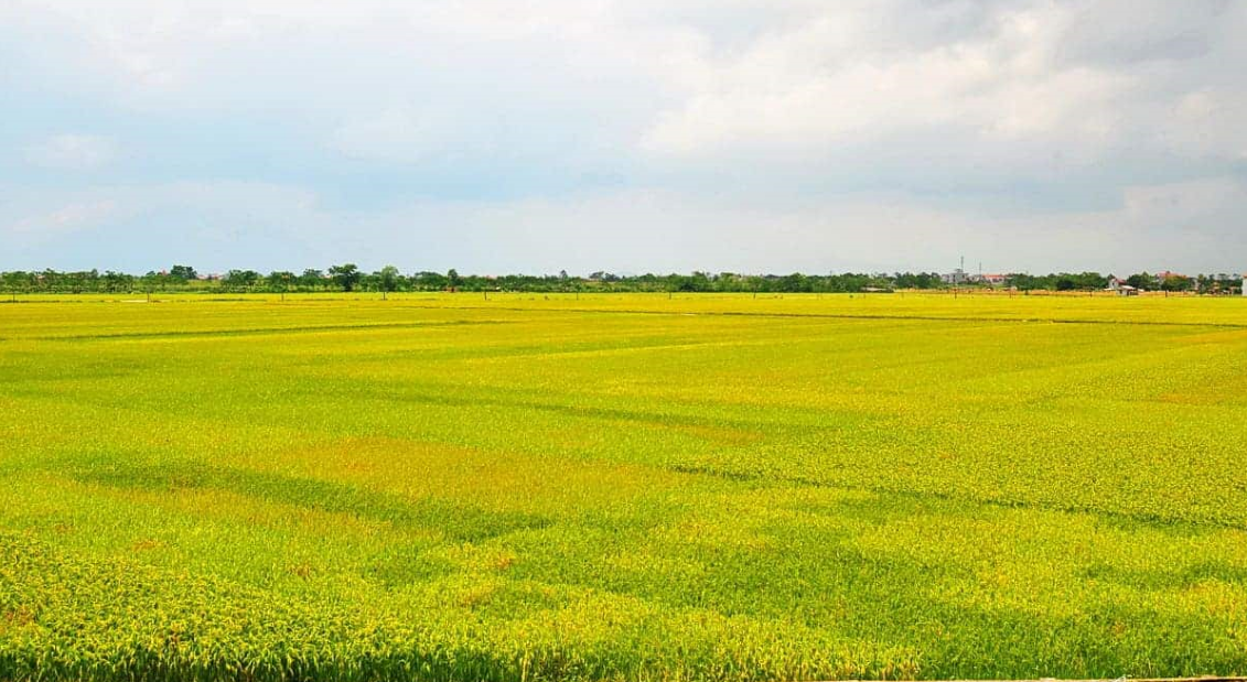 Vai trò của Hợp tác xã SXKD DV Nông nghiệp trên địa bàn huyện Thái Thụy  tiếp tục được phát huy khi sáp nhập địa giới hành chính cấp xã