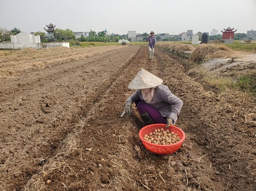 Kỹ thuật trồng và chăm sóc cây khoai tây vụ Đông 2023