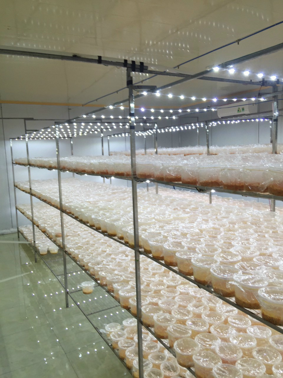 Hợp tác xã Phú Long thành công  từ mô hình nuôi trồng đông trùng hạ thảo