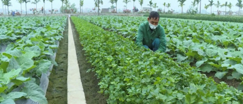 Hợp tác xã SXKD DVNN Quỳnh Hải chuyển đổi đất cấy lúa  kém hiệu quả sang trồng rau màu, nâng cao thu nhập cho thành viên